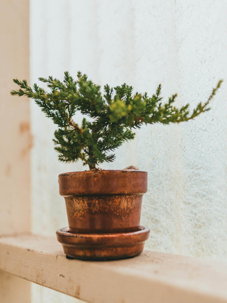 Luxurious Greenery: Elevating Your Home with the Best Indoor Plants and Trees